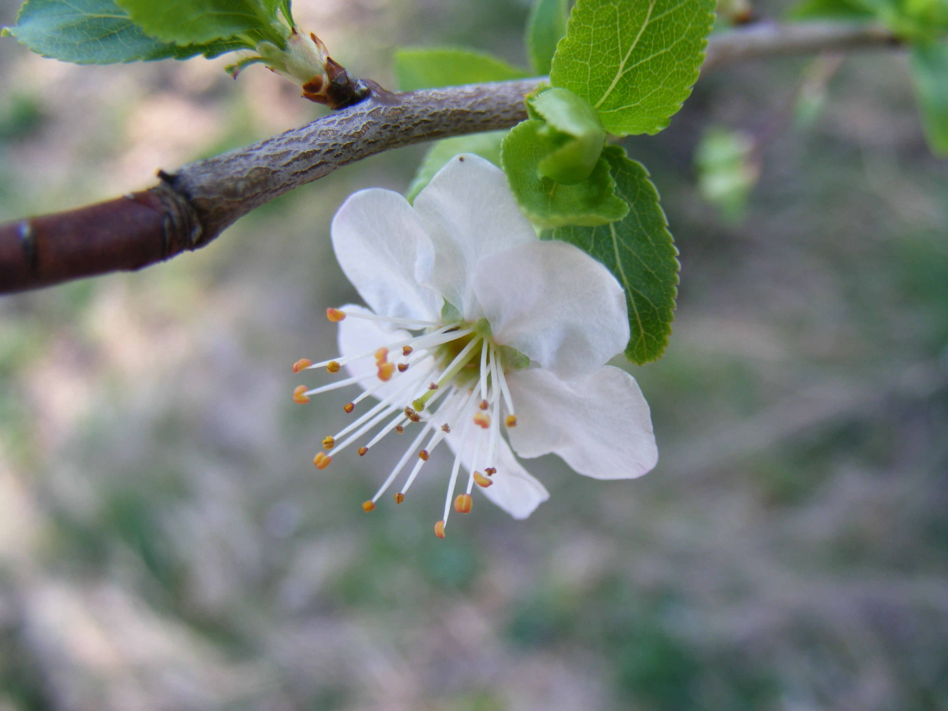 Fonds d'cran Nature Fleurs Fleur de prunier