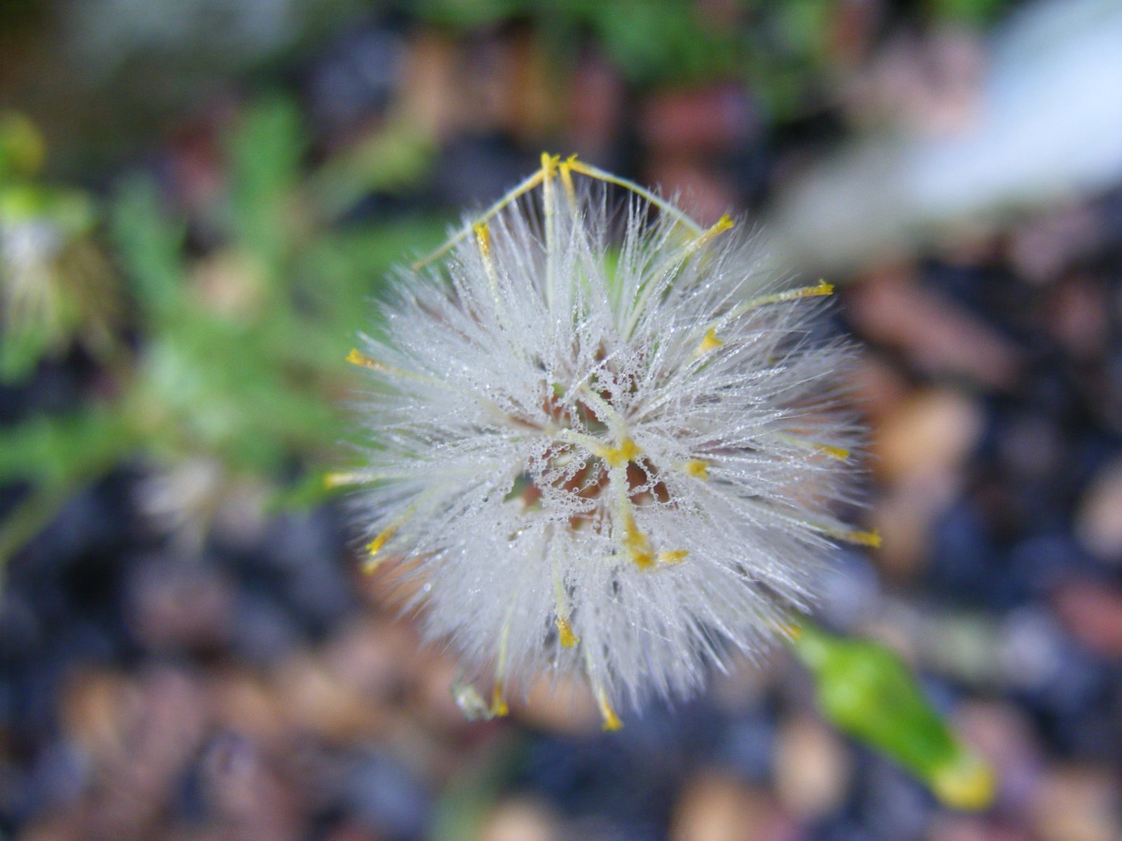 Wallpapers Nature Flowers Dent-de-lion