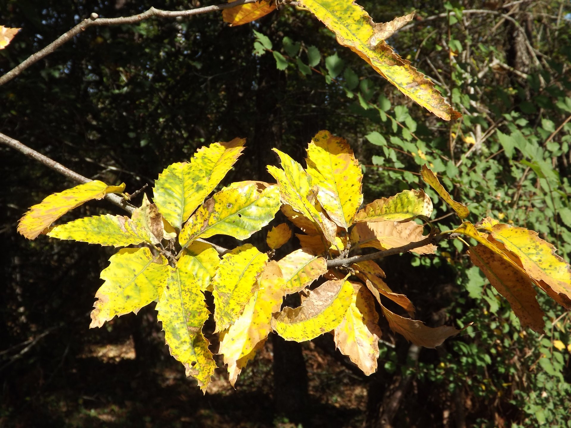 Fonds d'cran Nature Feuilles - Feuillages le feuillage de l'automne