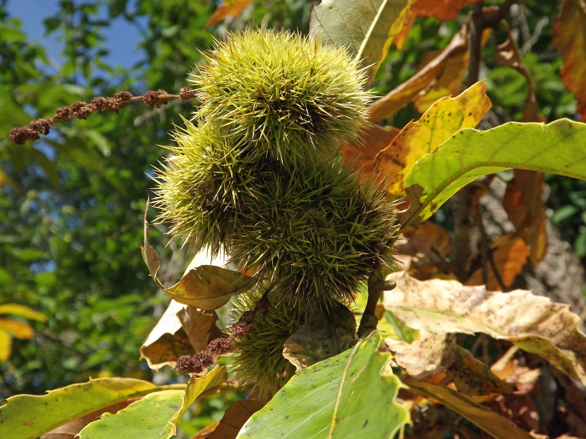 Fonds d'cran Nature Fruits les châtaignes