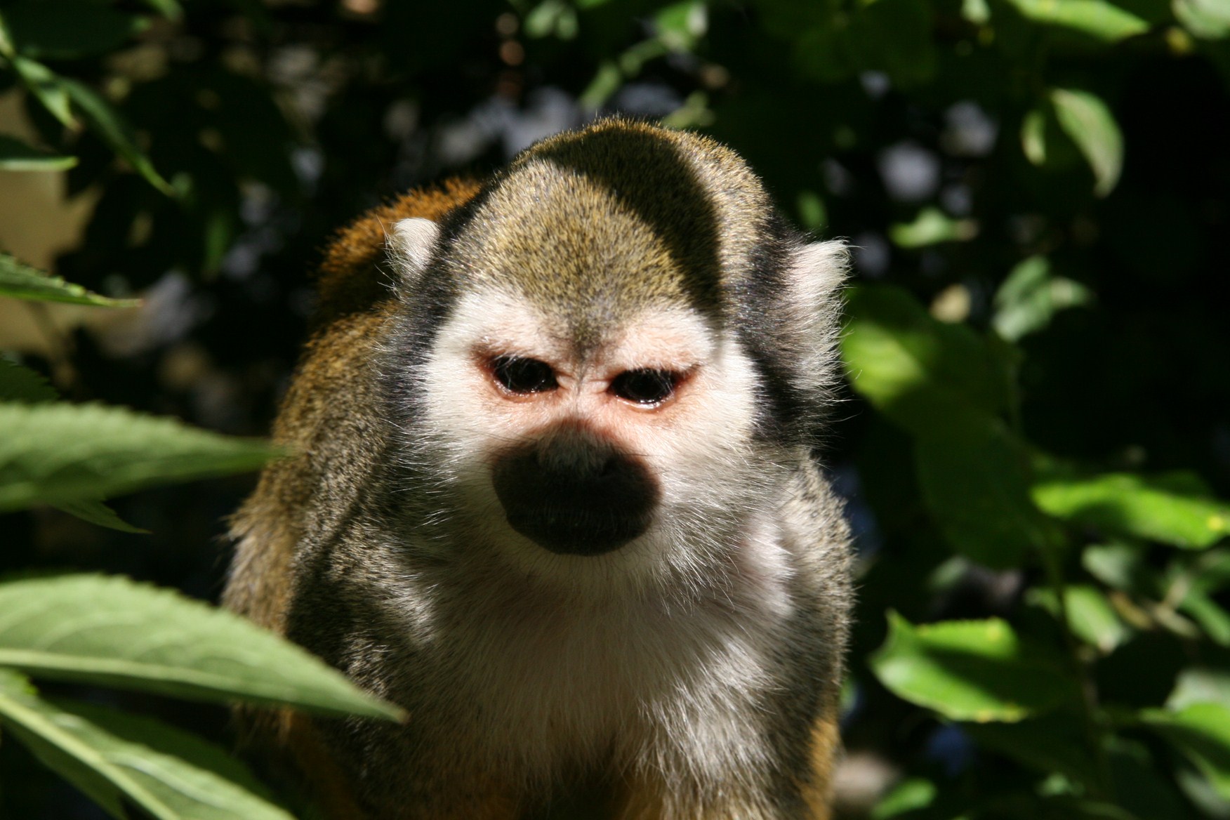 Fonds d'cran Animaux Singes mignon