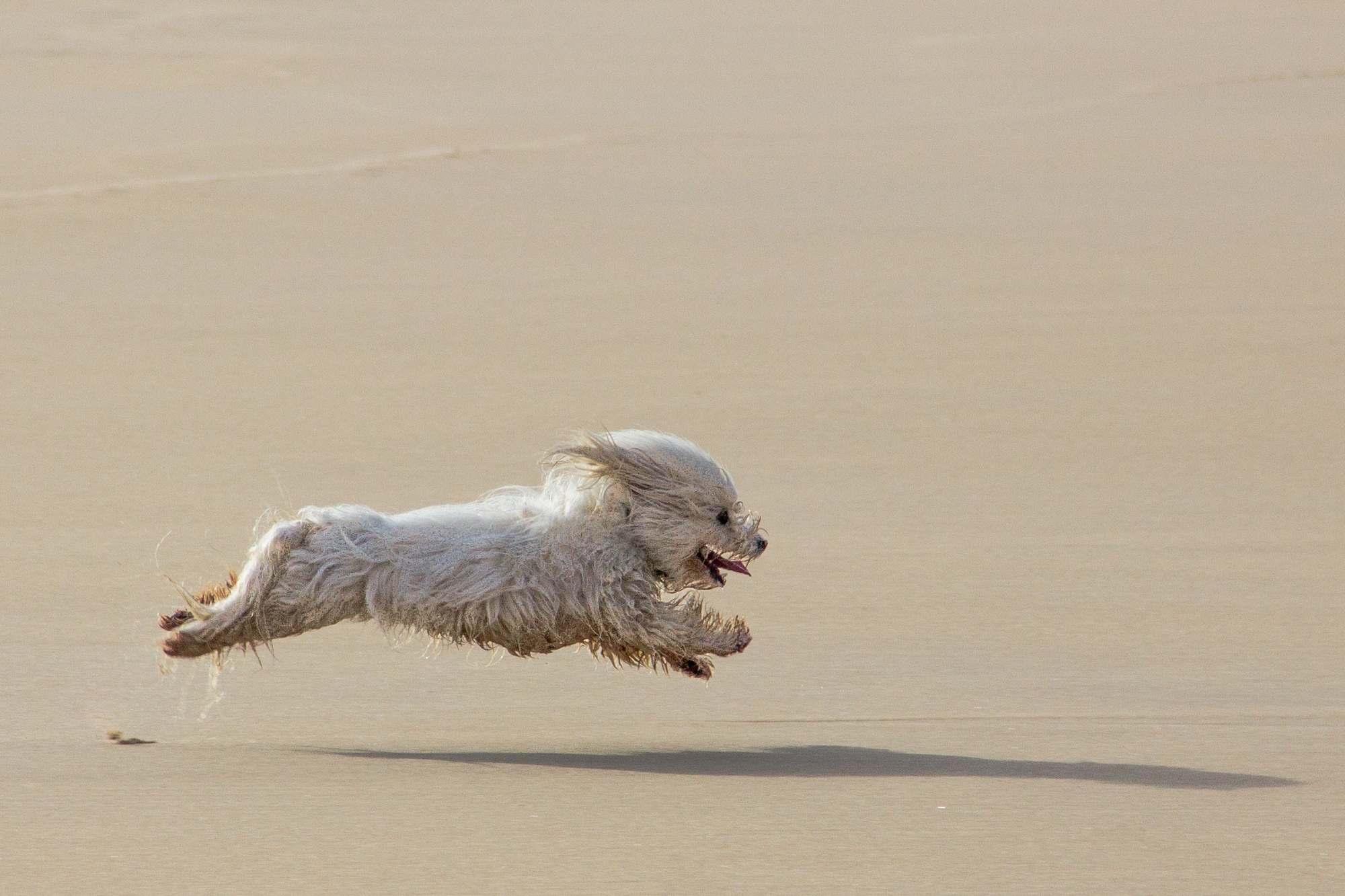 Fonds d'cran Animaux Chiens ewyn 