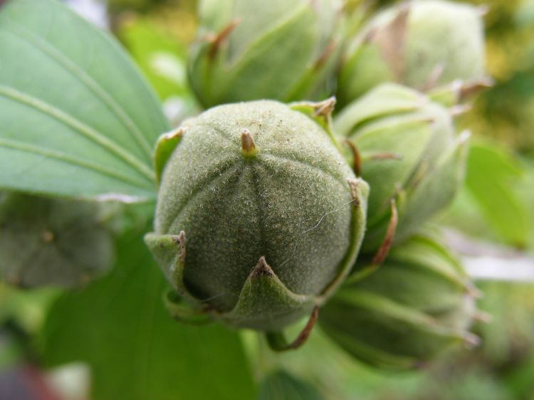 Fonds d'cran Nature Fleurs Boutons de fleurs