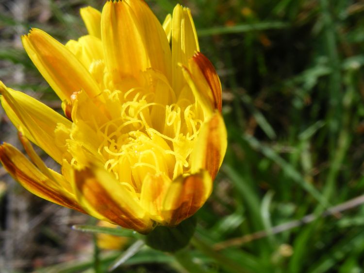 Fonds d'cran Nature Fleurs Avec le beau temps