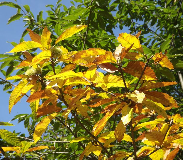 Fonds d'cran Nature Feuilles - Feuillages le feuillage de l'automne