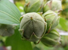  Nature Boutons de fleurs