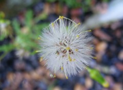  Nature Dent-de-lion