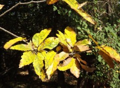  Nature le feuillage de l'automne