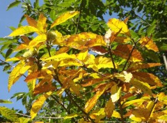  Nature le feuillage de l'automne