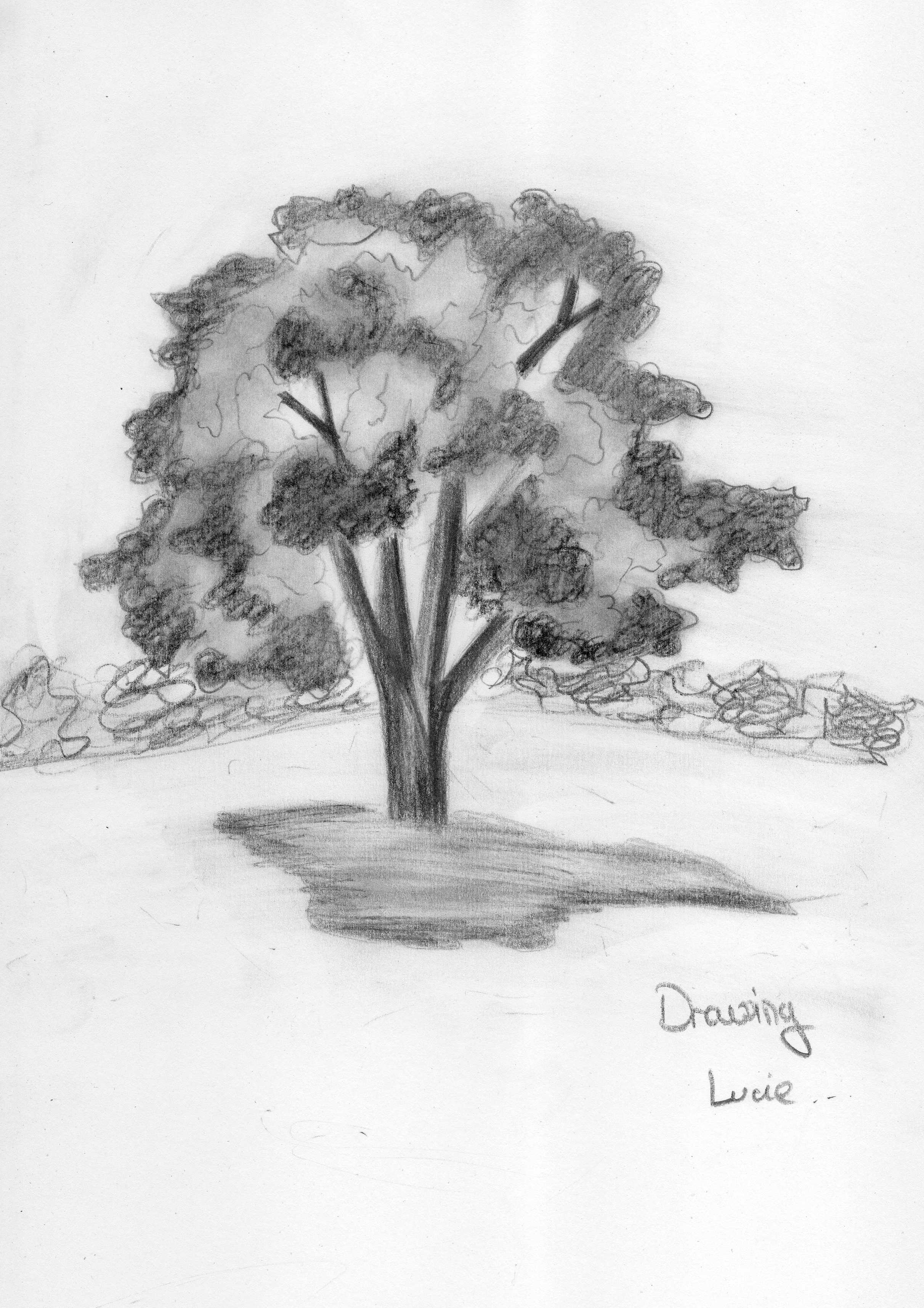 Fonds d'cran Art - Crayon Sous-bois autres dessin 