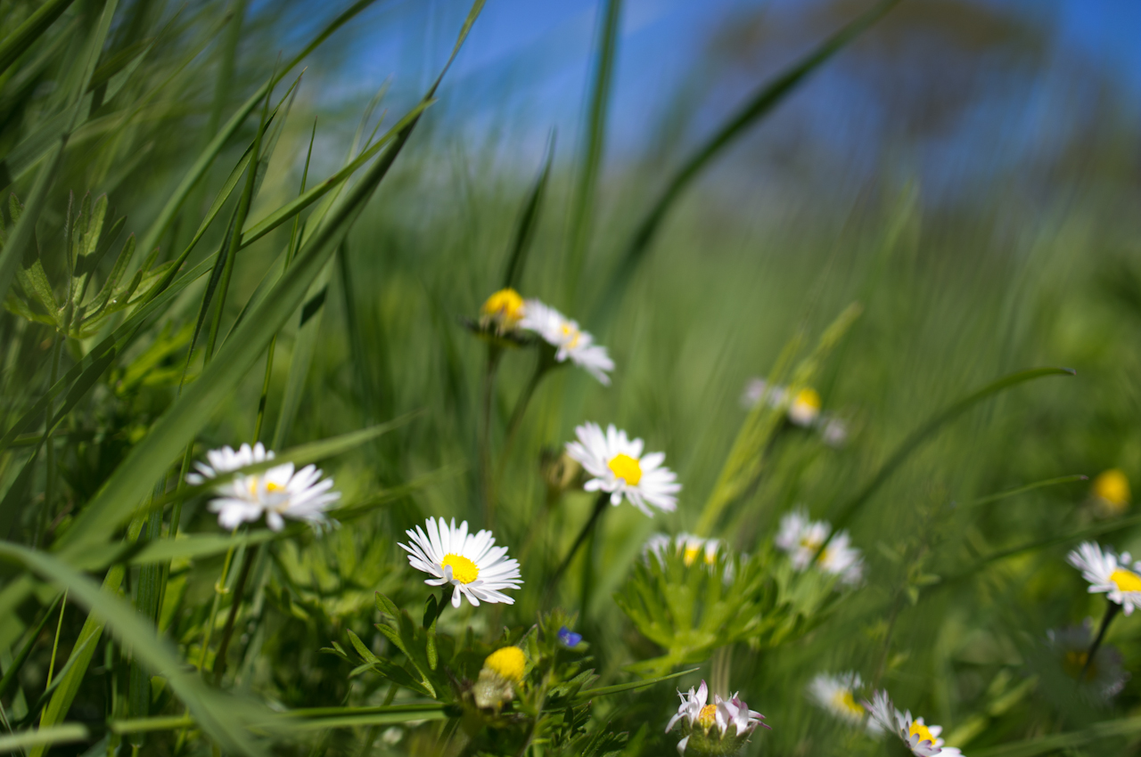 Fonds d'cran Nature Fleurs petit coin de nature