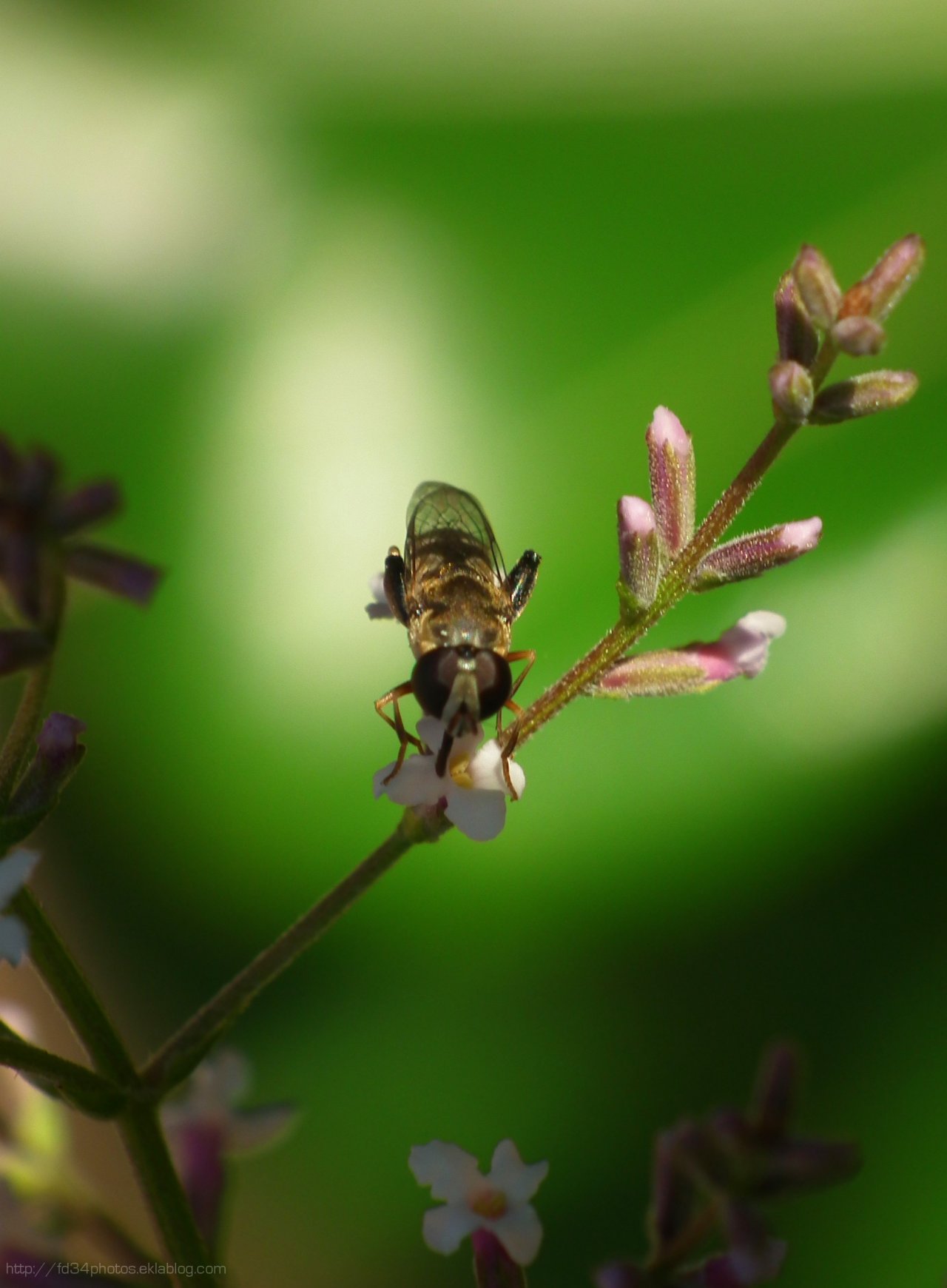 Wallpapers Animals Insectes - Hoverflies 