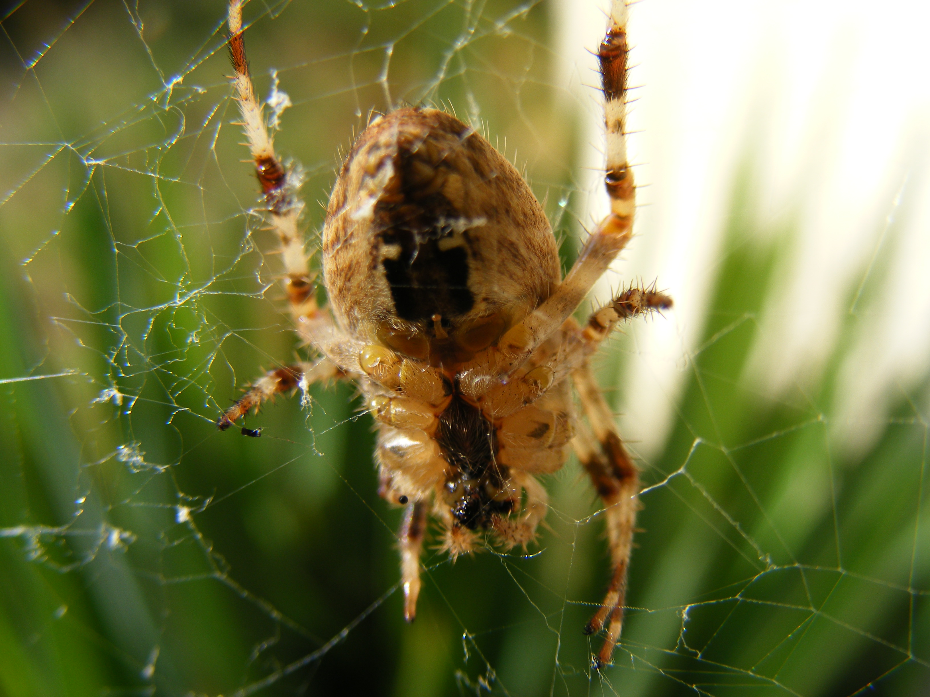 Fonds d'cran Animaux Araignes L'araigne