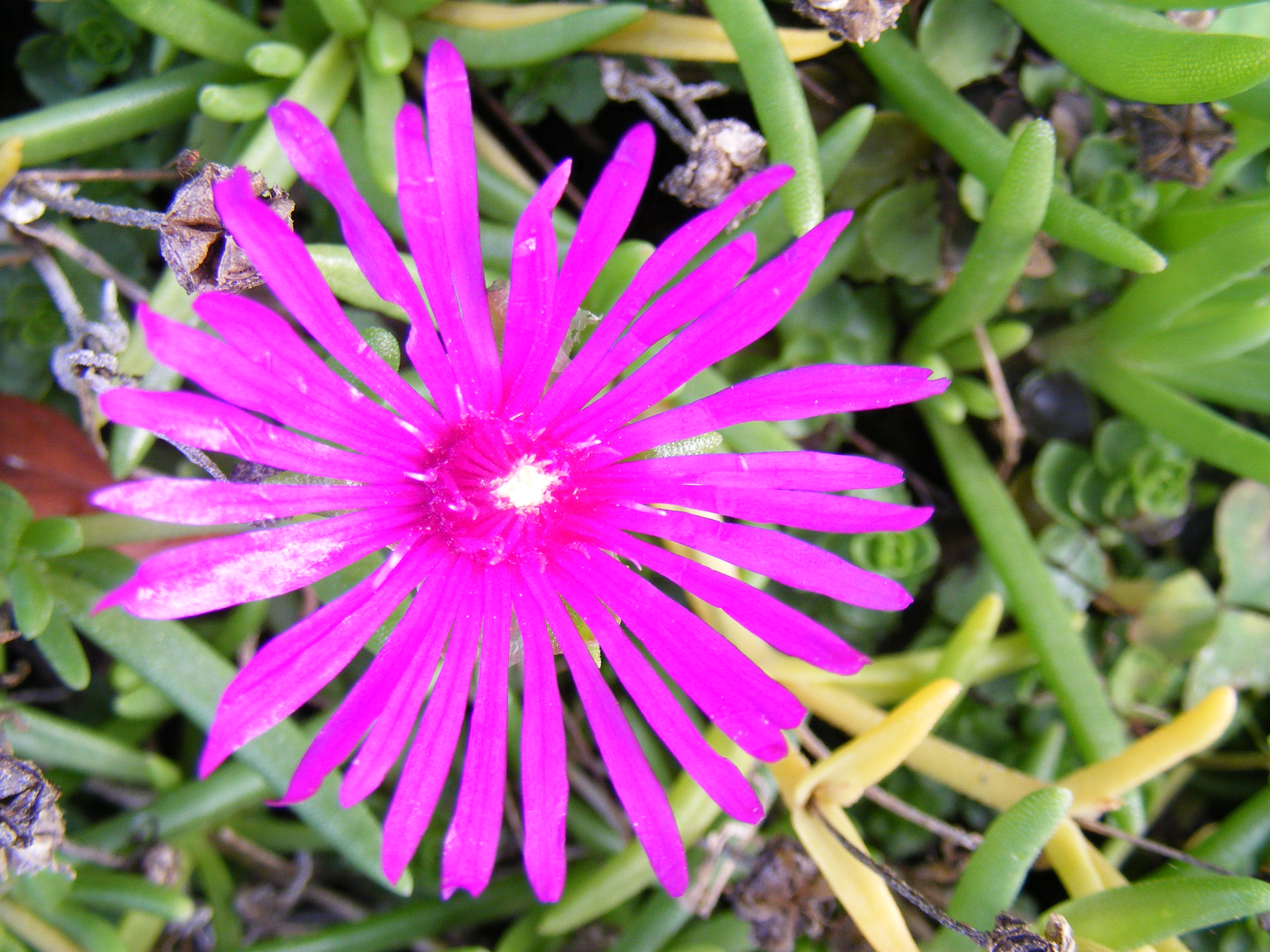 Wallpapers Nature Flowers Au jardin