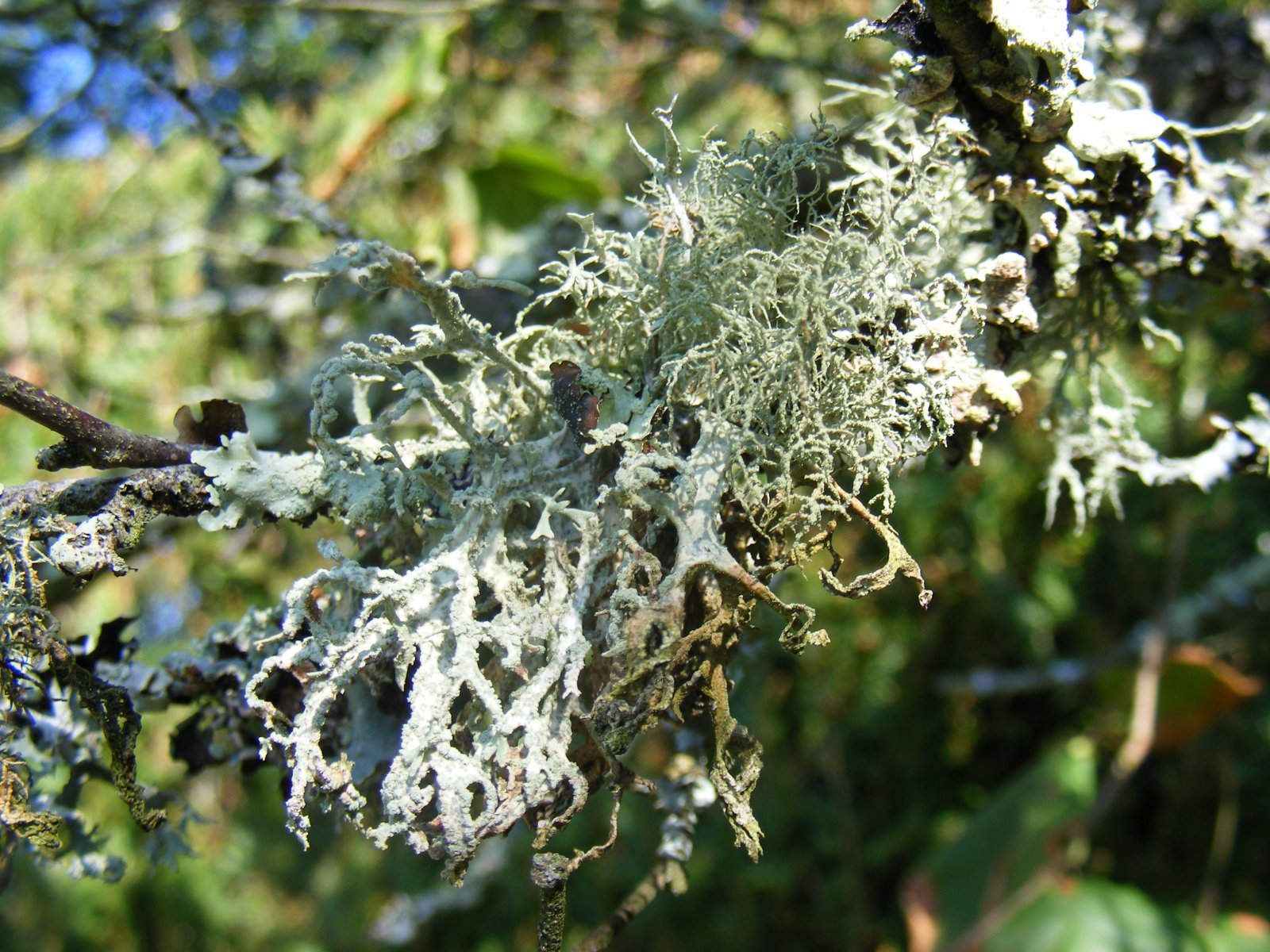 Wallpapers Nature Moss - Lichens Sur l'arbre