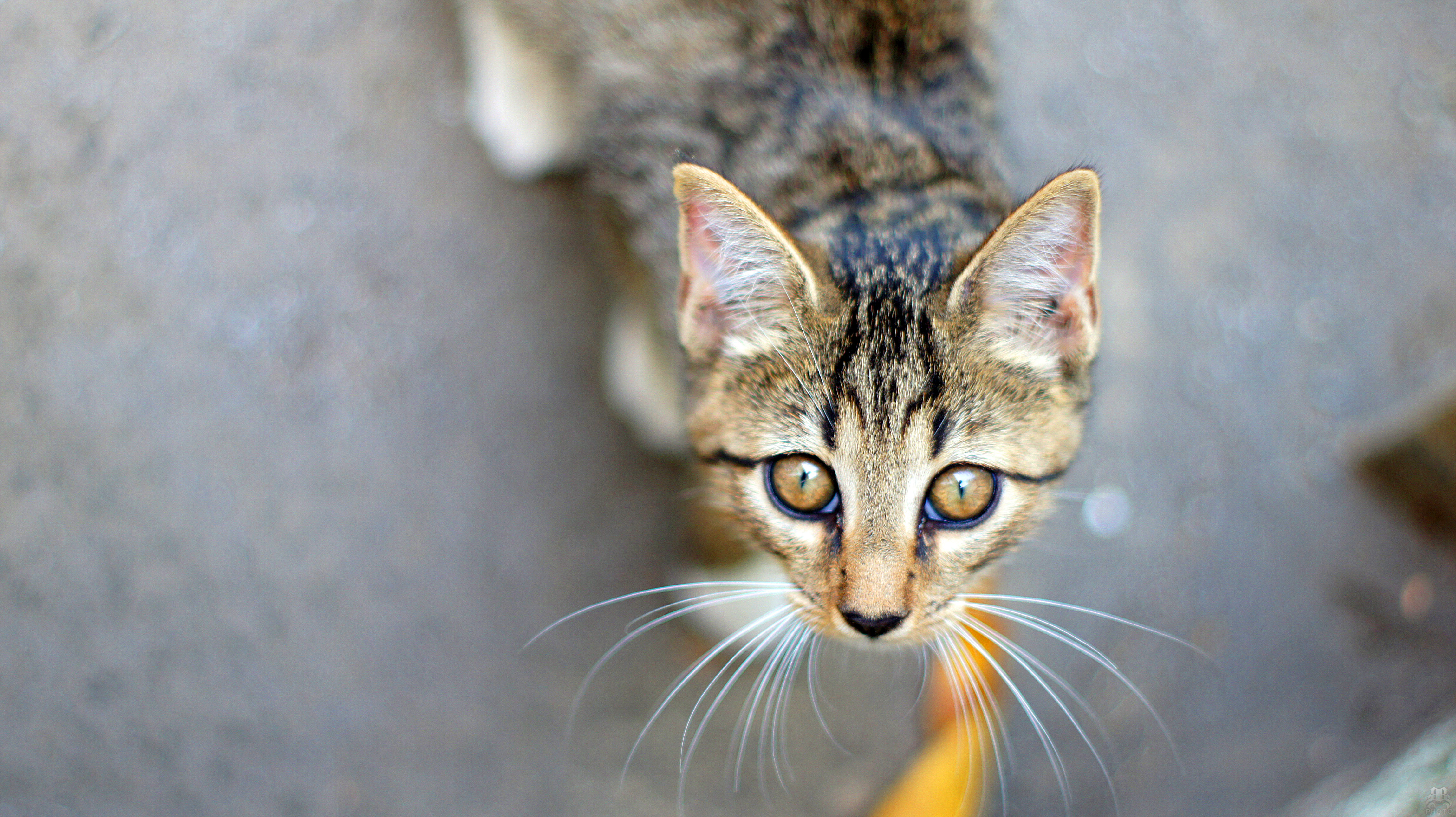 Fonds d'cran Animaux Chats - Chatons Wasssup