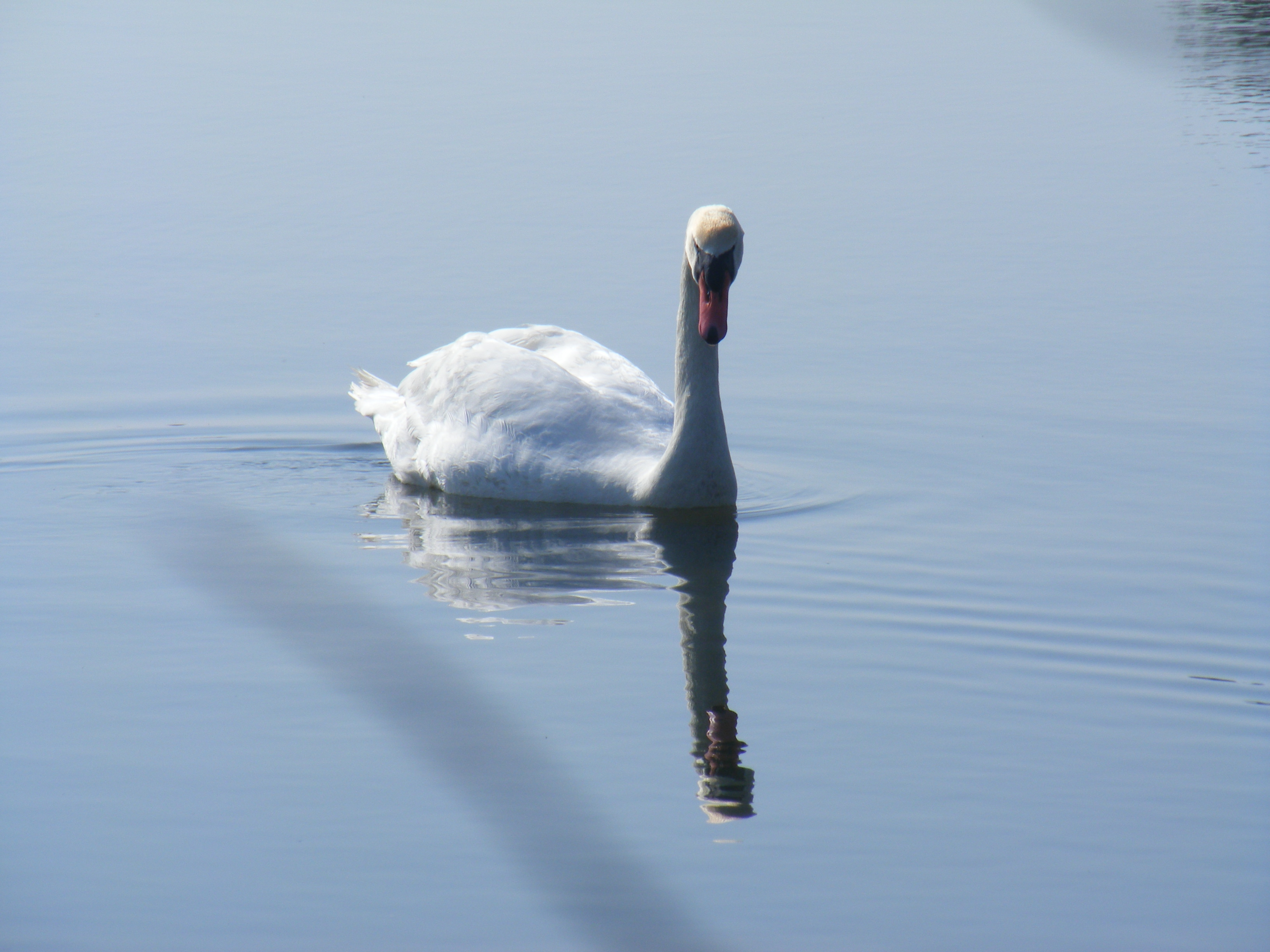 Wallpapers Animals Birds - Swans Cygne