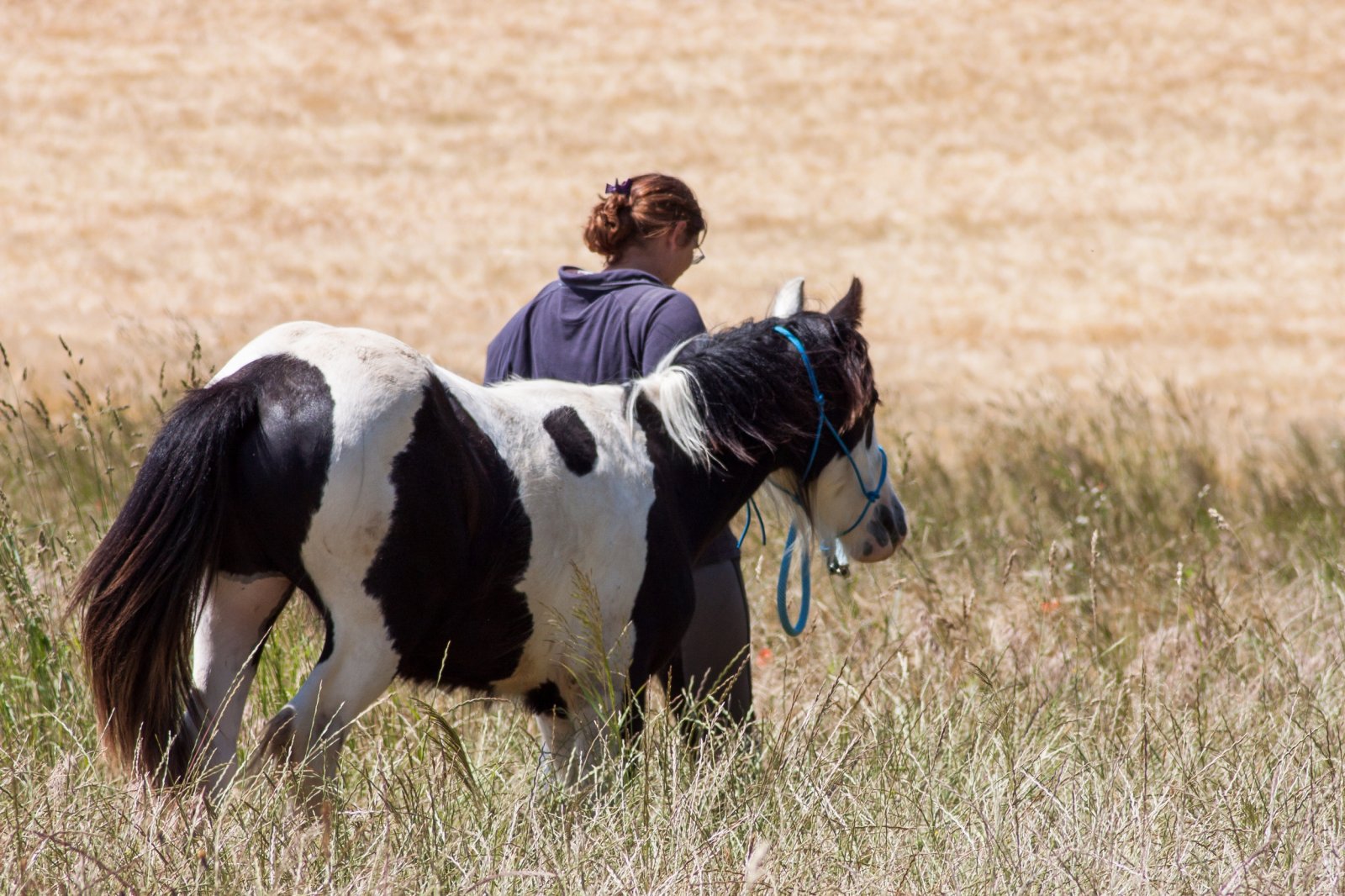 Wallpapers Animals Horses balade