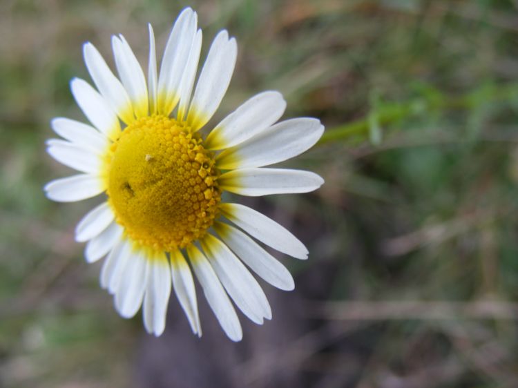 Wallpapers Nature Flowers Pquerette