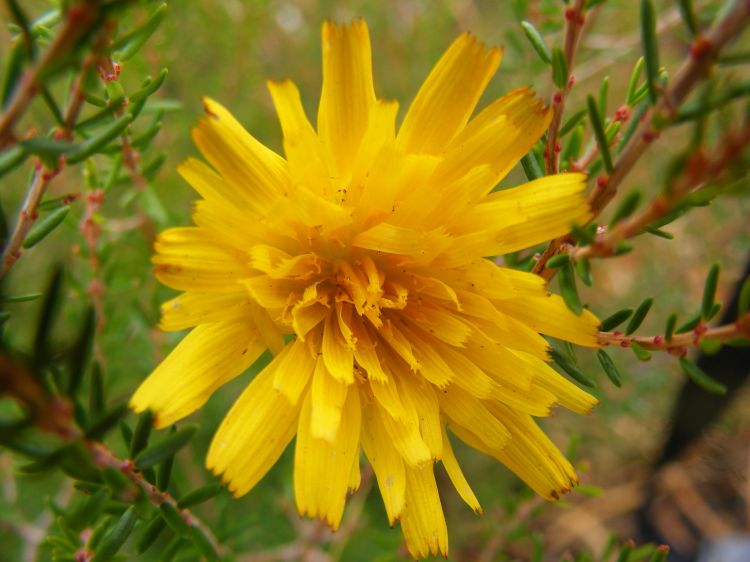 Wallpapers Nature Flowers Fleur jaune