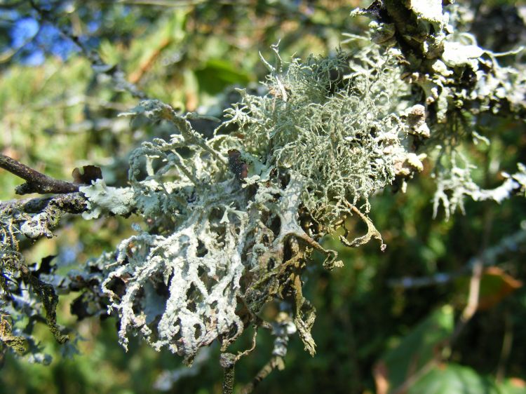 Fonds d'cran Nature Mousses - Lichens Sur l'arbre