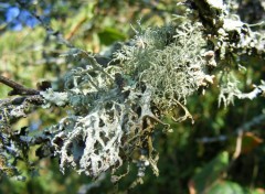  Nature Sur l'arbre