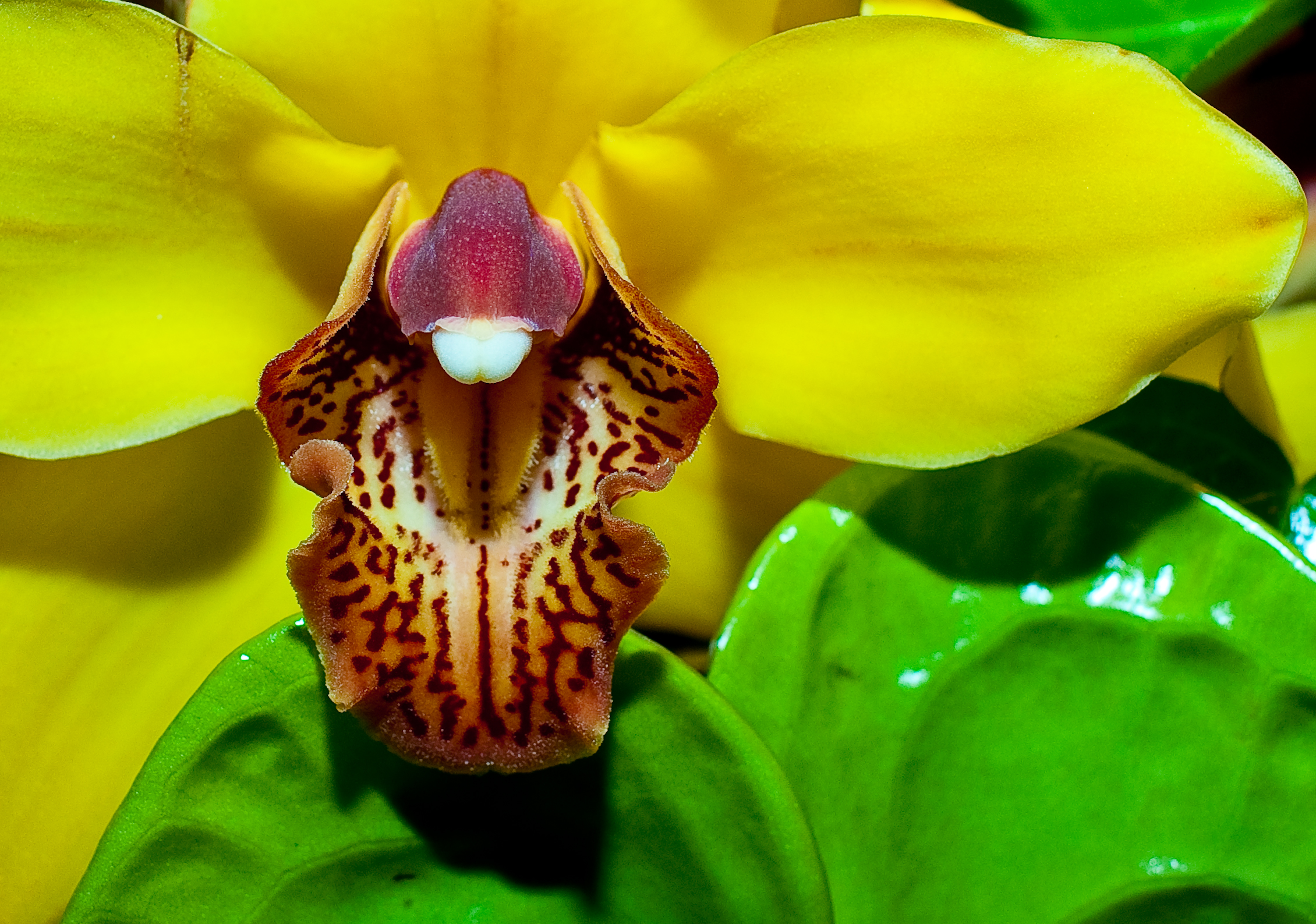 Fonds d'cran Nature Fleurs Orchidée