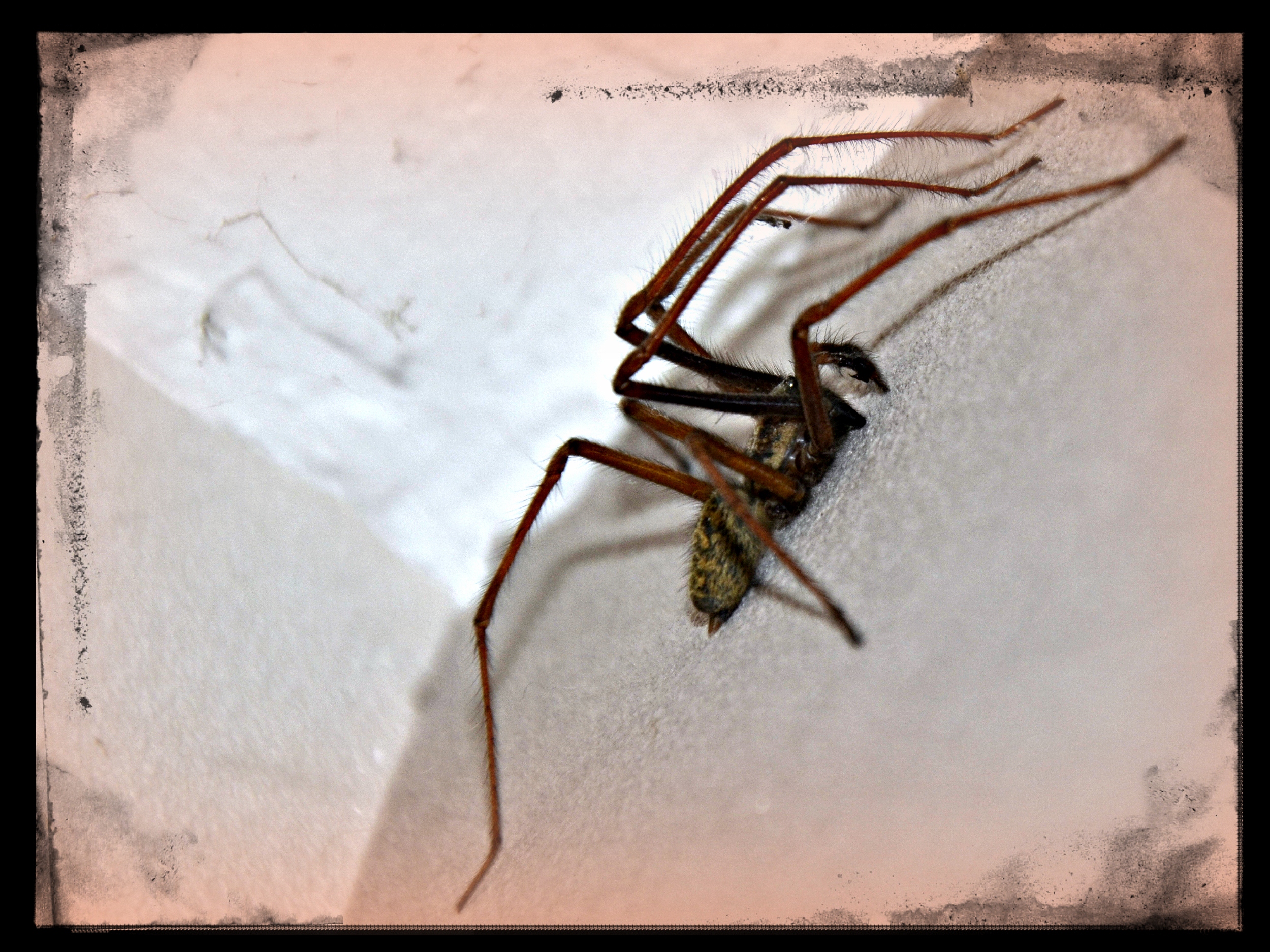 Wallpapers Animals Spiders C'est bientt Halloween..... La maison est prte !