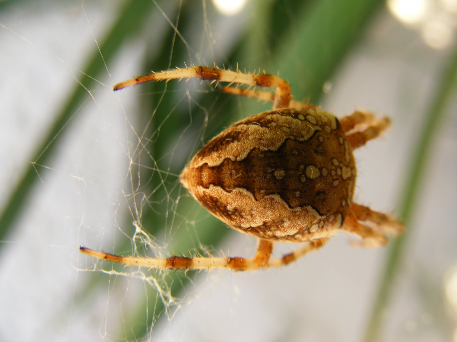 Fonds d'cran Animaux Araignes L'araigne