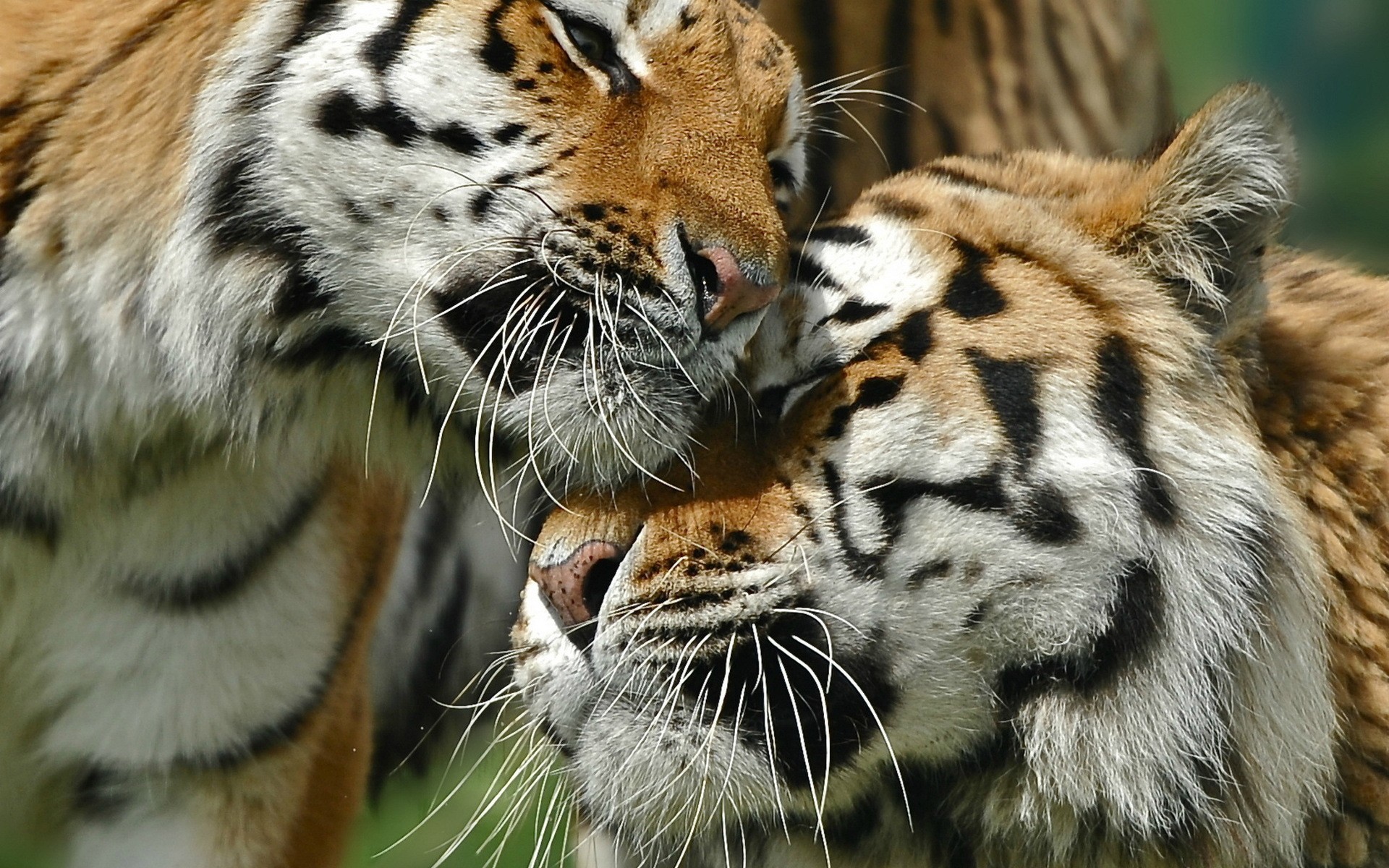 Fonds d'cran Animaux Flins - Tigres 