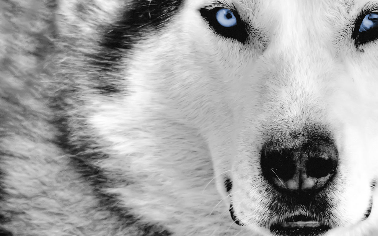 Wallpapers Animals Wolves 