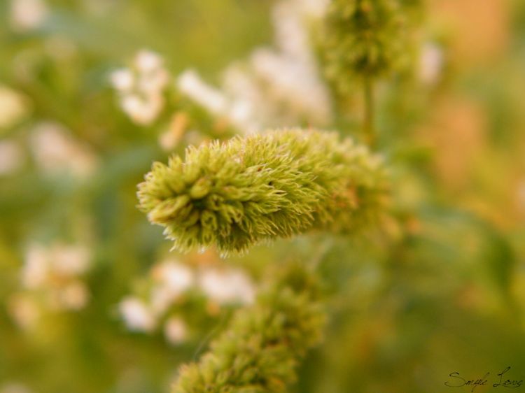 Fonds d'cran Nature Plantes - Arbustes Une plante...