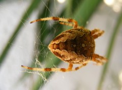  Animaux L'araigne