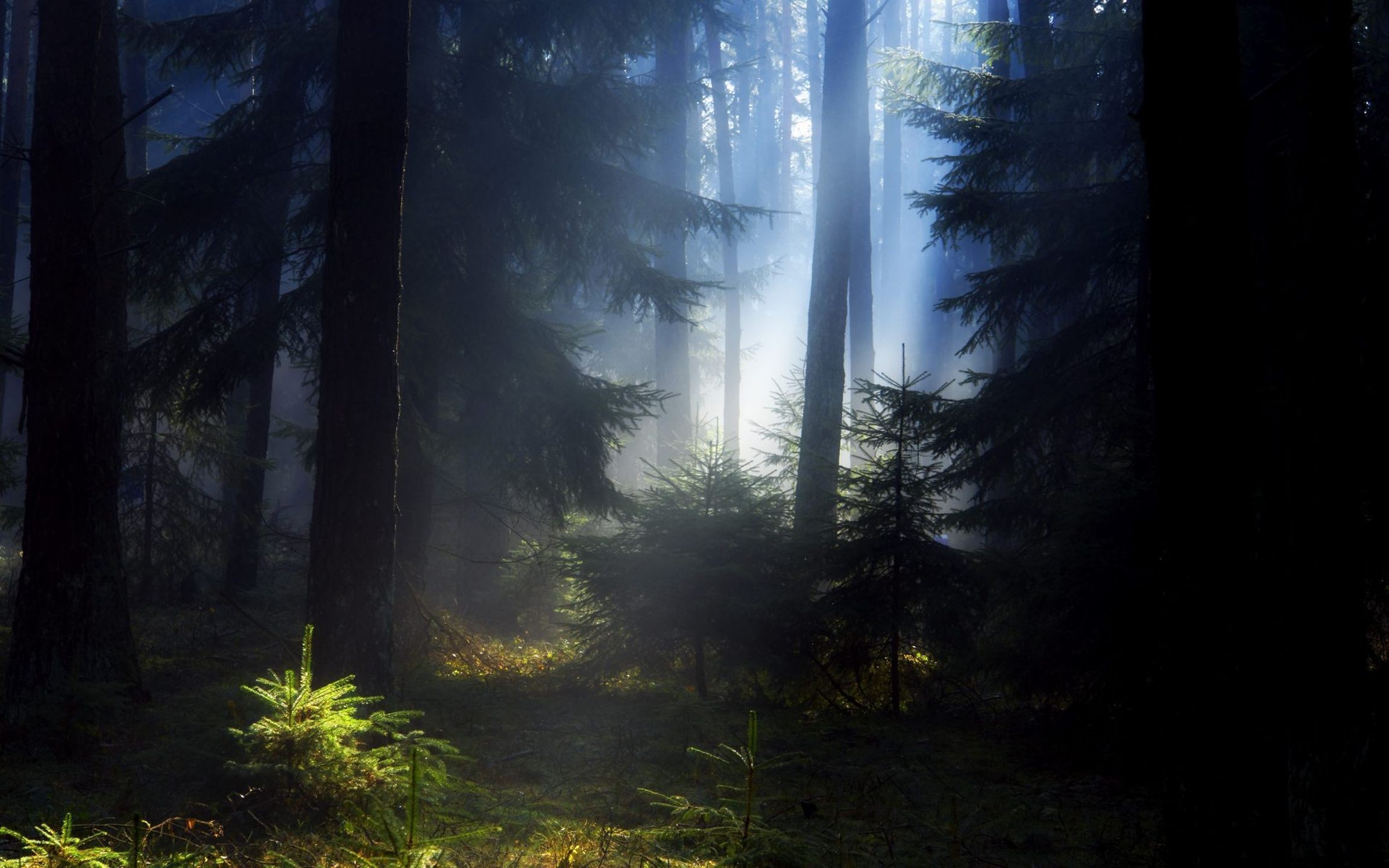 Fonds d'cran Nature Arbres - Forts 