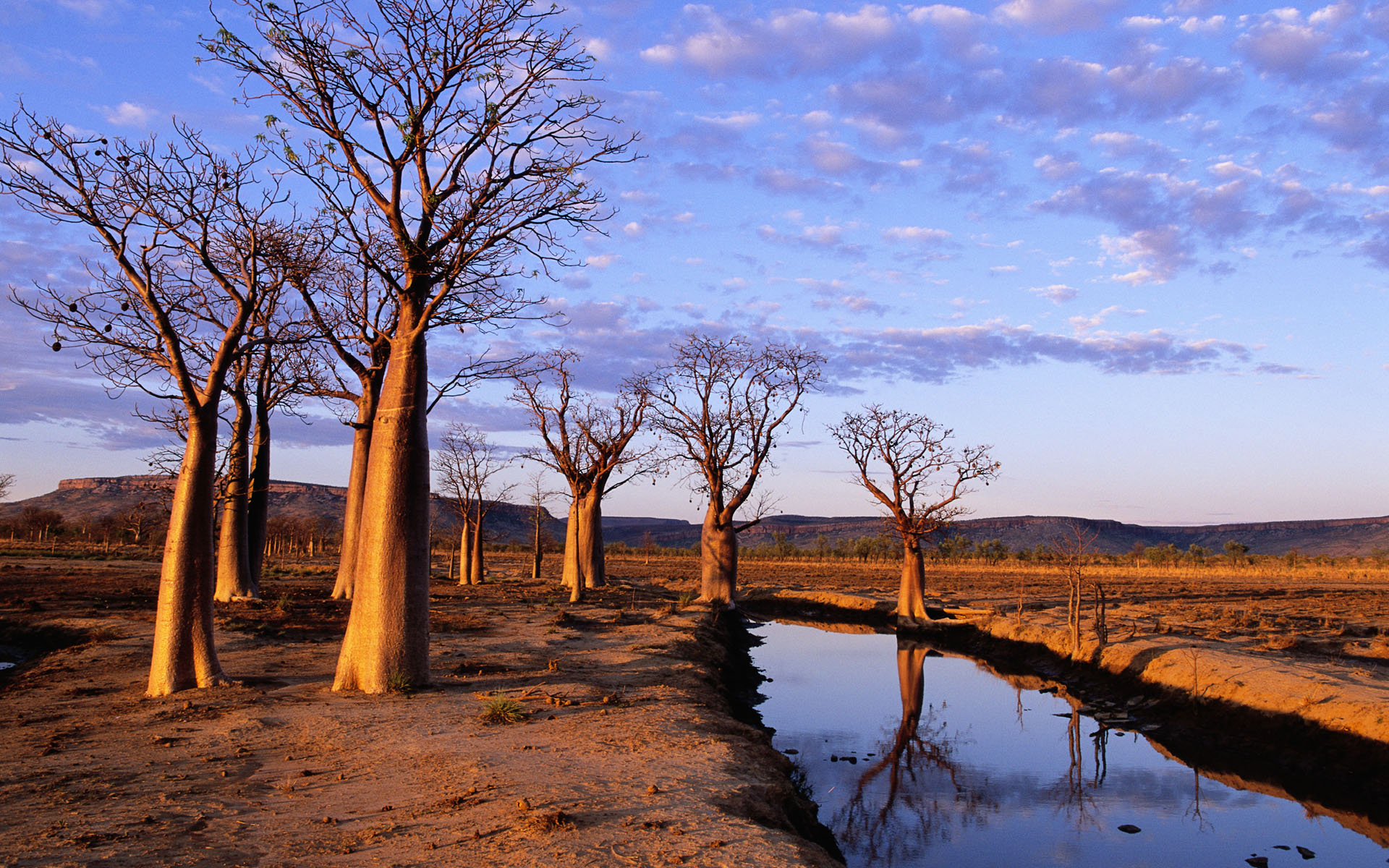 Wallpapers Nature Trees - Forests 