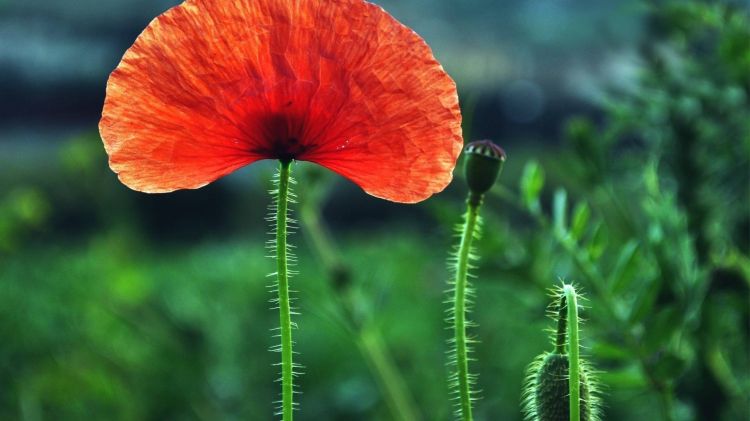 Wallpapers Nature Flowers coquelicots