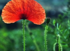  Nature coquelicots