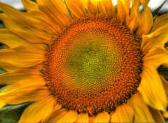  Nature tournesol