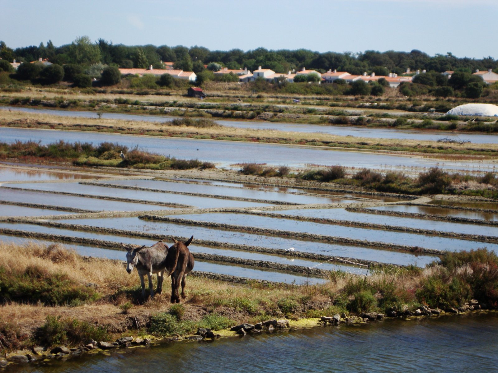 Wallpapers Animals Donkeys 