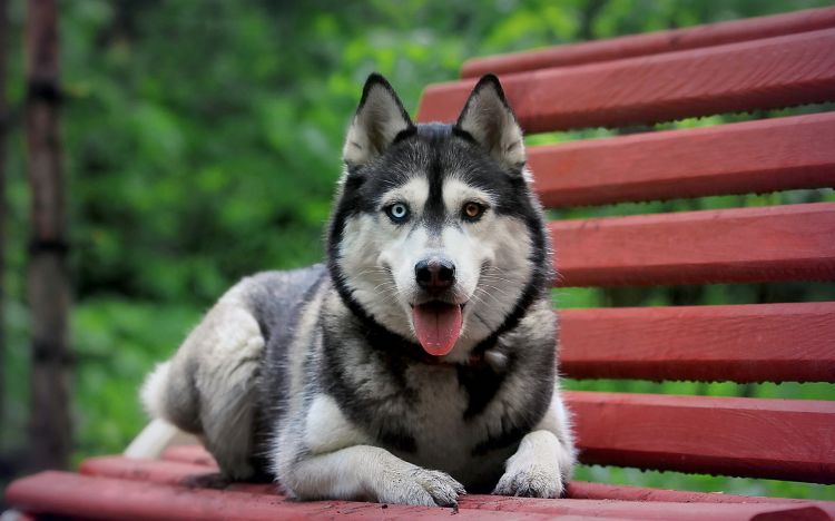 Wallpapers Animals Dogs Siberian Husky