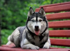  Animaux Siberian Husky