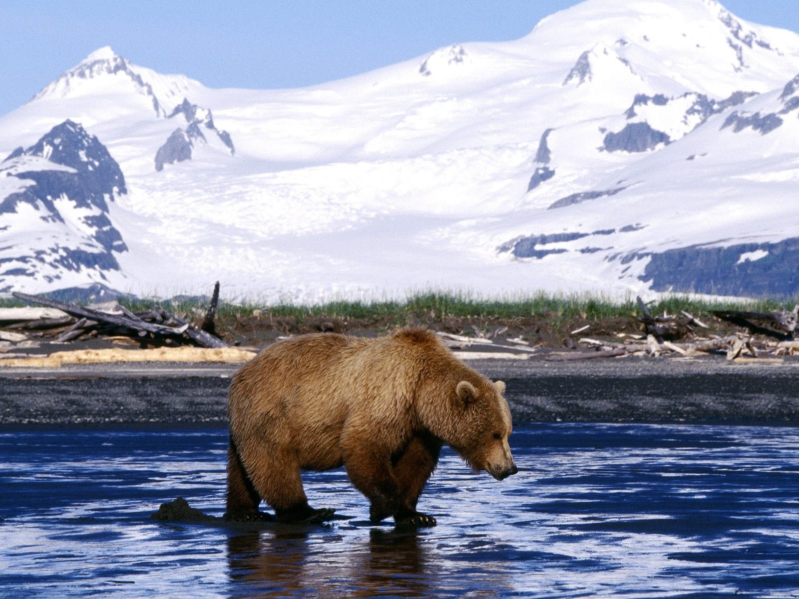 Fonds d'cran Animaux Ours 