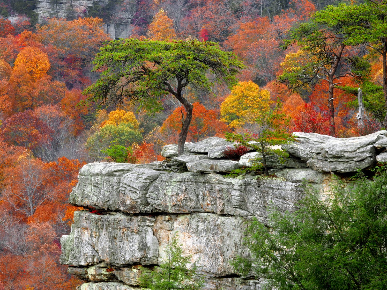 Wallpapers Nature Trees - Forests 