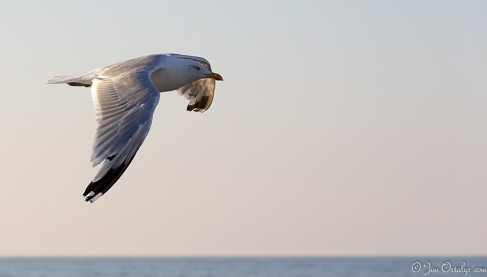 Fonds d'cran Animaux Oiseaux - Mouettes et Golands Seagull