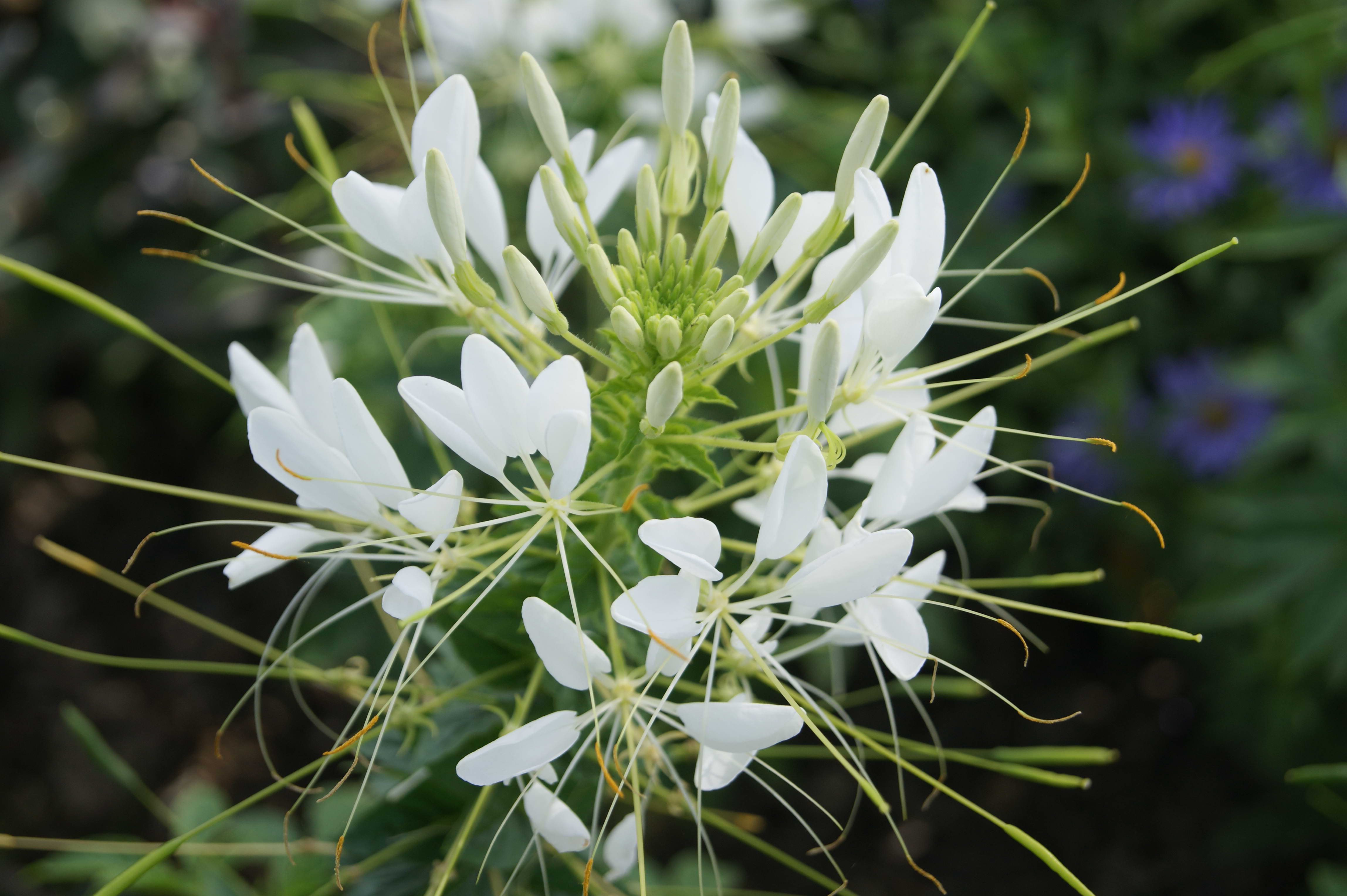 Fonds d'cran Nature Fleurs 