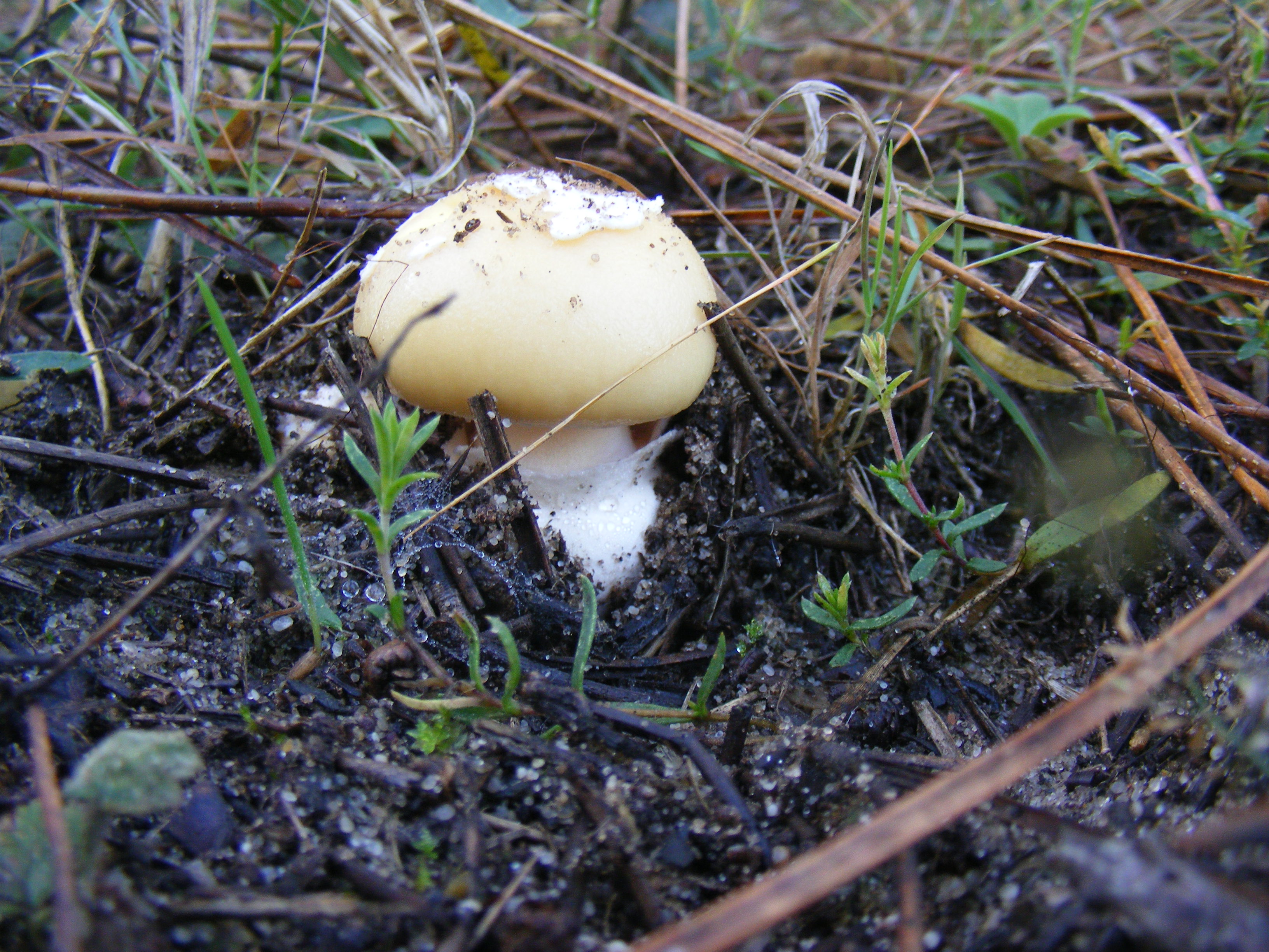 Fonds d'cran Nature Champignons Champignon