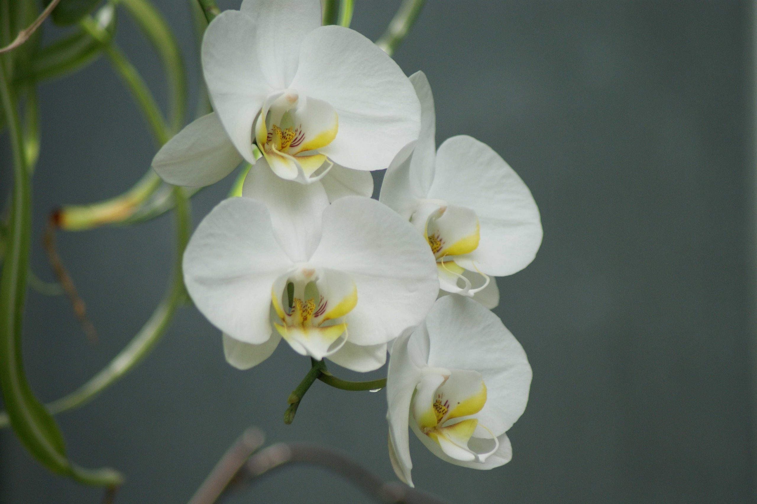 Fonds d'cran Nature Fleurs 