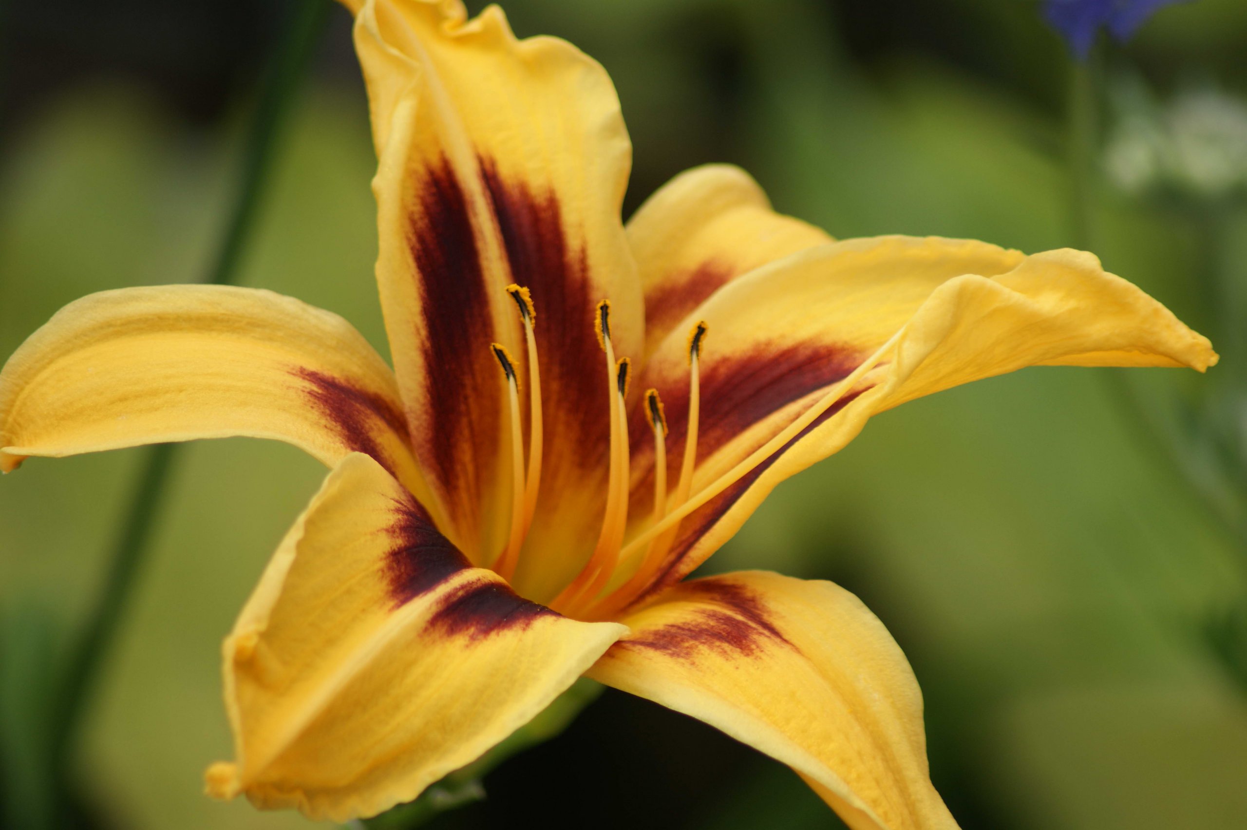 Fonds d'cran Nature Fleurs 