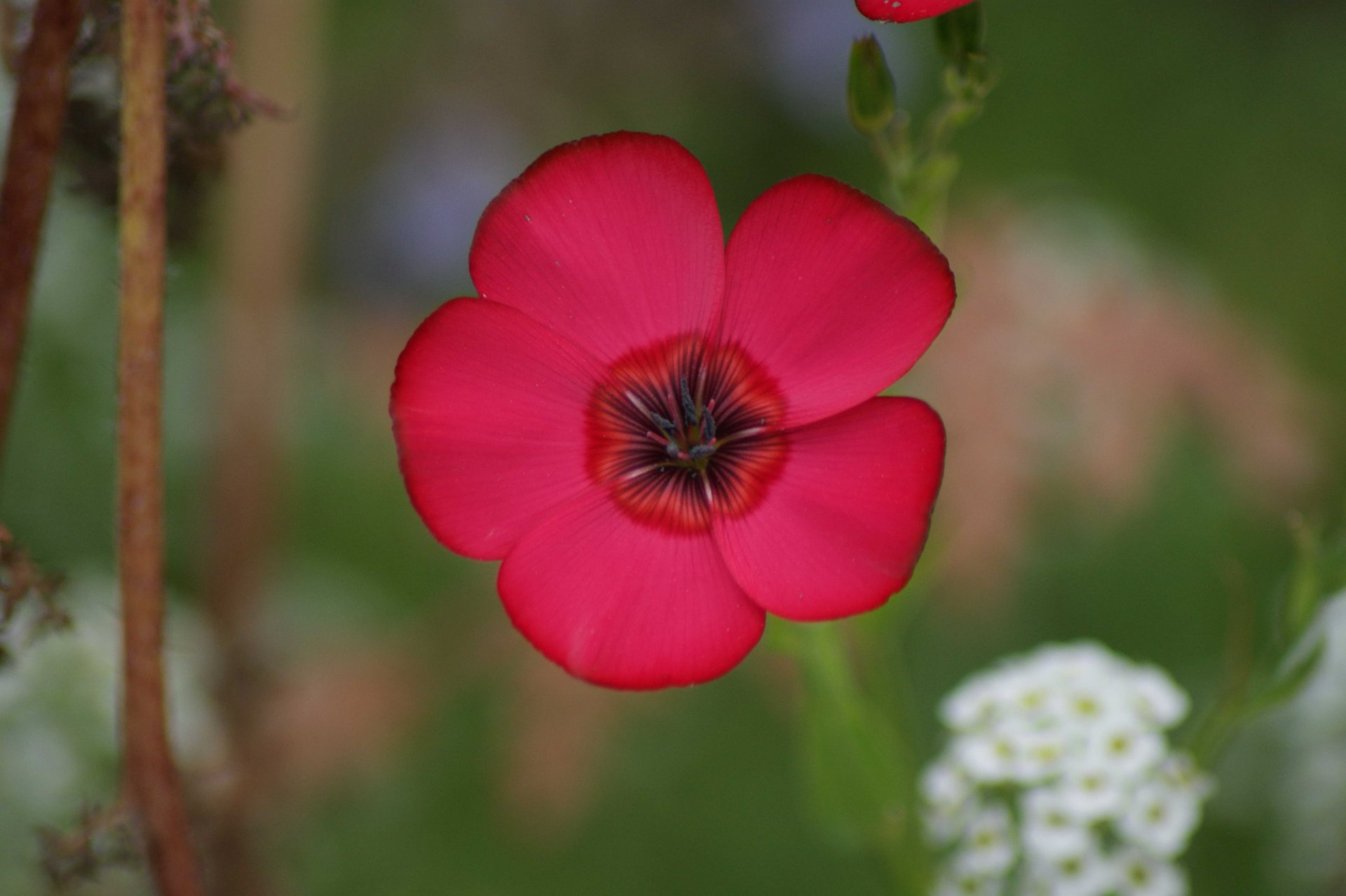 Wallpapers Nature Flowers 