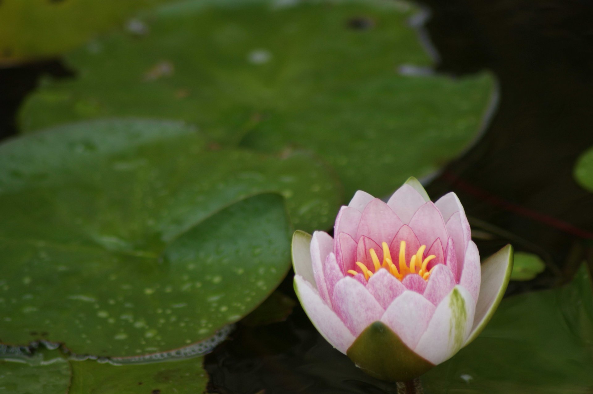 Fonds d'cran Nature Fleurs 